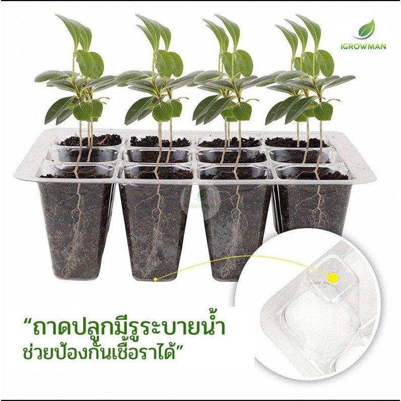 ถาดเพาะเมล็ดทรงสูง(12หลุม)ถาดเพาะต้นกล้าถาดปักชำกิ่ง seedling tray พร้อมฝาบ่มระบายอากาศควบแน่นต้นไม้ - Image 2