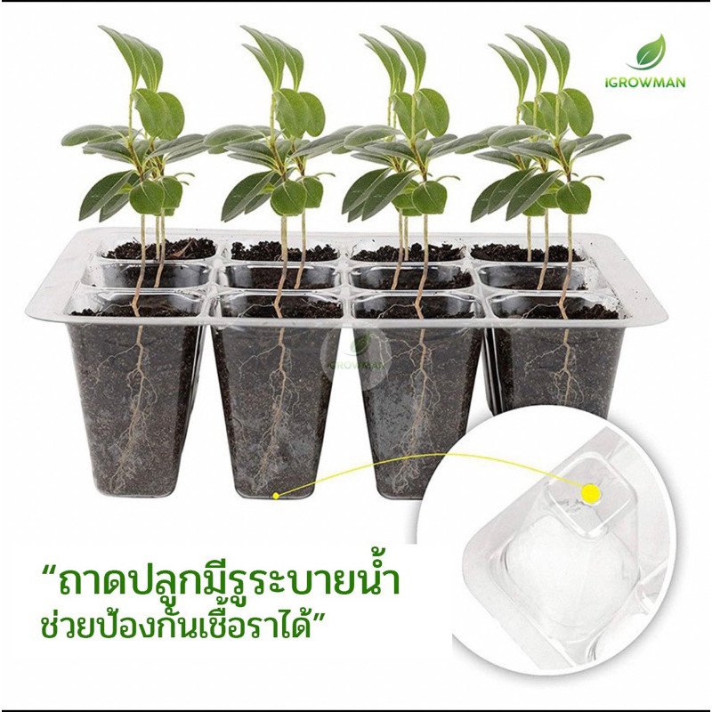 กล่องเพาะเมล็ดทรงสูงฝาปิดมีรูระบายเพาะต้นกล้า ชุดเพาะเมล็ด เพาะชำแคคตัส12ช่อง(ฝารูและฝาทึบ)เซ็ต3ชิ้น - Image 2