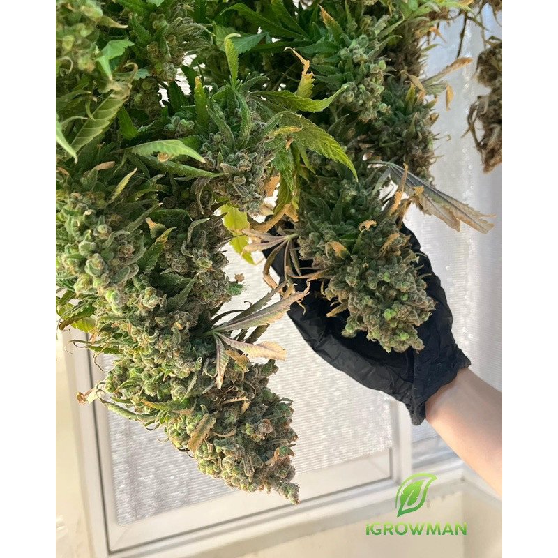 Big Bud Advanced Nutrients 30ml ปุ๋ยเร่งดอกใหญ่ เพิ่มน้ำหนักดอกและผลผลิต ปุ๋ยนอกของแท้100% ปุ๋ยUSA - Image 5
